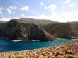 Cala domestica